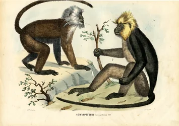 Langurs, 1863-79